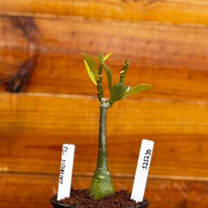 1212 35 Rosa Do Deserto Céu Estrelado