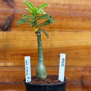 1212 36 Rosa Do Deserto Mei Xiang II