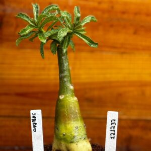 1212 37 Rosa Do Deserto Saturno