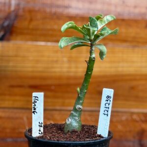 1212 38 Rosa Do Deserto Flaming