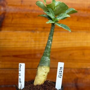 1212 39 Rosa Do Deserto Amor de Mae