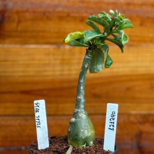 1212 40 Rosa Do Deserto Star Style