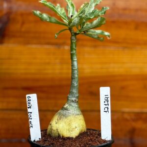 1212 41 Rosa Do Deserto Grape Essence