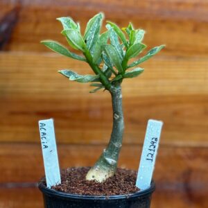 1212 42 Rosa Do Deserto Acacia