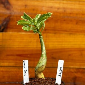 1212 43 Rosa Do Deserto Indigo Glaze