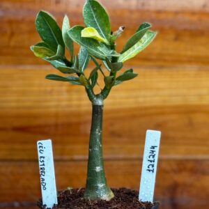 1212 44 Rosa Do Deserto Céu Estrelado