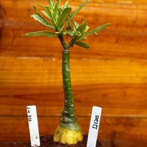 1212 45 Rosa Do Deserto Lm 913