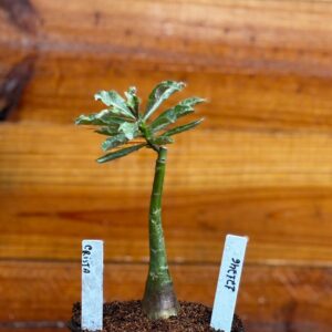 1212 46 Rosa Do Deserto Crista