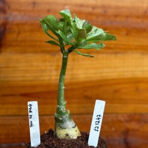 1212 47 Rosa Do Deserto Amor de Mãe