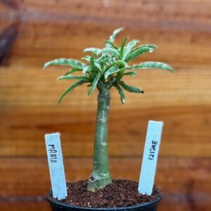 1212 48 Rosa Do Deserto Maria