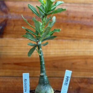 1212 49 Rosa Do Deserto Blossom