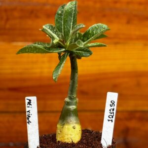 1212 50 Rosa Do Deserto Mei Xiang