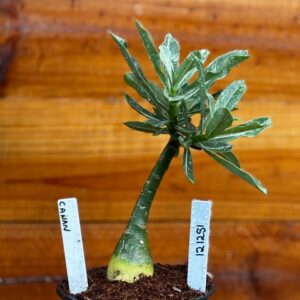 1212 51 Rosa Do Deserto Canan