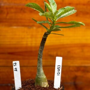 1212 53 Rosa Do Deserto TS 44