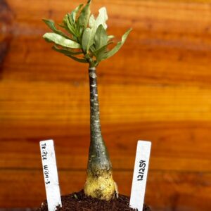 1212 54 Rosa Do Deserto Triple Wish III