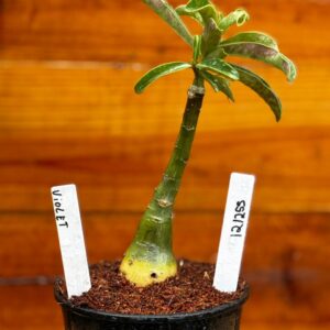 1212 55 Rosa Do Deserto Violet