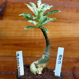 1212 56 Rosa Do Deserto Variegata Amarela Dobrada