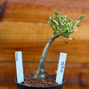 1212 57 Rosa Do Deserto Fiona