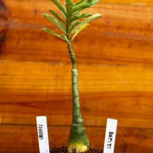 1212 58 Rosa Do Deserto Ferrari