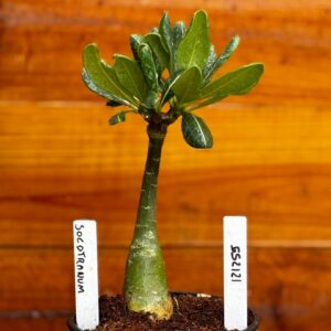 1212 59 Rosa Do Deserto Socotranum