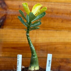 1212 60 Rosa Do Deserto Céu Estrelado