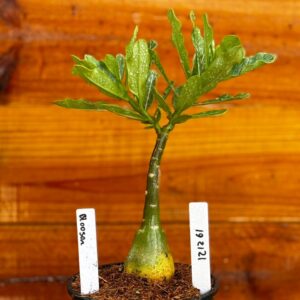 1212 61 Rosa Do Deserto Blosson