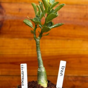 1212 63 Rosa Do Deserto Céu Estrelado