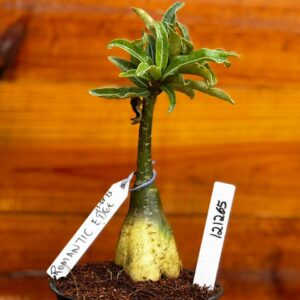 1212 65 Rosa Do Deserto Romantic Edge