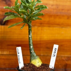 1212 66 Rosa Do Deserto Grape Essence