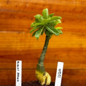 1212 67 Rosa Do Deserto Buquê Branca