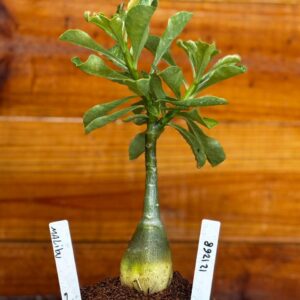 1212 68 Rosa Do Deserto Malibu