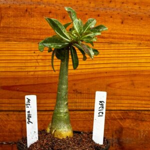 1212 69 Rosa Do Deserto Mei Xiang