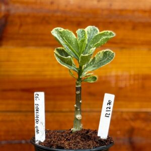 1212 70 Rosa Do Deserto Céu Estrelado Variegata