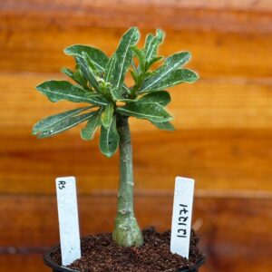 1212 71 Rosa Do Deserto RS