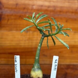 1212 73 Rosa Do Deserto Grape Beauty