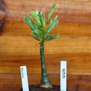 1212 75 Rosa Do Deserto Blosson