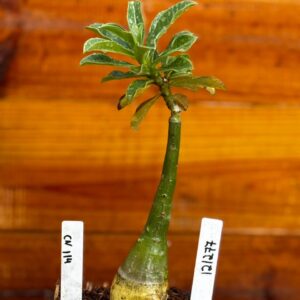 1212 77 Rosa Do Deserto Canan 114