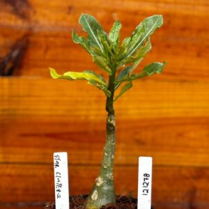 1212 78 Rosa Do Deserto Star Clouster 2