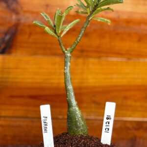 1212 81 Rosa Do Deserto Ferrari