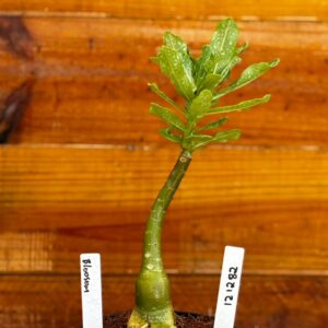 1212 82 Rosa Do Deserto Blosson