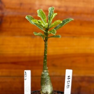 1212 83 Rosa Do Deserto Melis