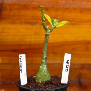 1212 84 Rosa Do Deserto Céu Estrelado