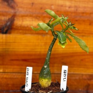 1212 85 Rosa Do Deserto Grape Beauty