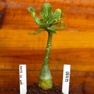 1212 90 Rosa Do Deserto Amor de Mae