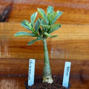 1212 92 Rosa Do Deserto Céu Estrelado