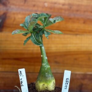 1212 93 Rosa Do Deserto MEI Xiang