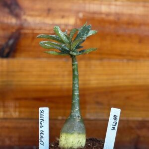 1212 94 Rosa Do Deserto Sleeping beauty