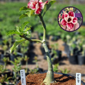 1012 64 Vaso 8 Litros Rosa do Deserto Egg Roll (viveiro)