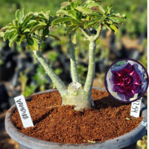 0912 54 Vaso 8 Litros Rosa do Deserto Vampira (viveiro)