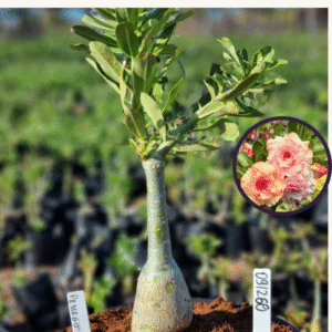 0912 60 Vaso 8 Litros Rosa do Deserto Pesego (viveiro)